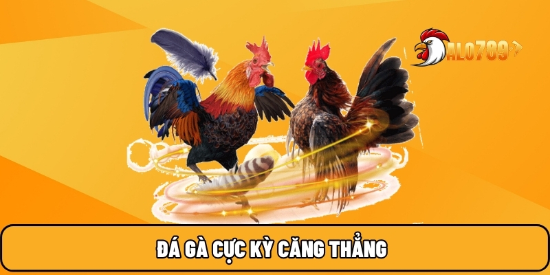 ALO789 🎖️ Nhà Cái Đáng Tin Cậy Hàng Đầu Thị Trường Việt Nam 18 Đá gà cực kỳ căng thẳng
