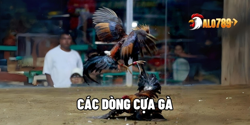 Các Dòng Cựa Gà Đỉnh Cao Khiến Mọi Đối Thủ Phải Nể Sợ Tại ALO789 1 Các dòng cựa gà