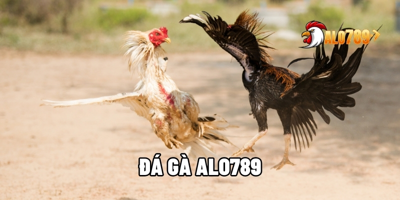 Đá Gà ALO789 – Kịch Tính Mỗi Trận, Thắng Lớn Mỗi Ngày 1 Đá gà ALO789
