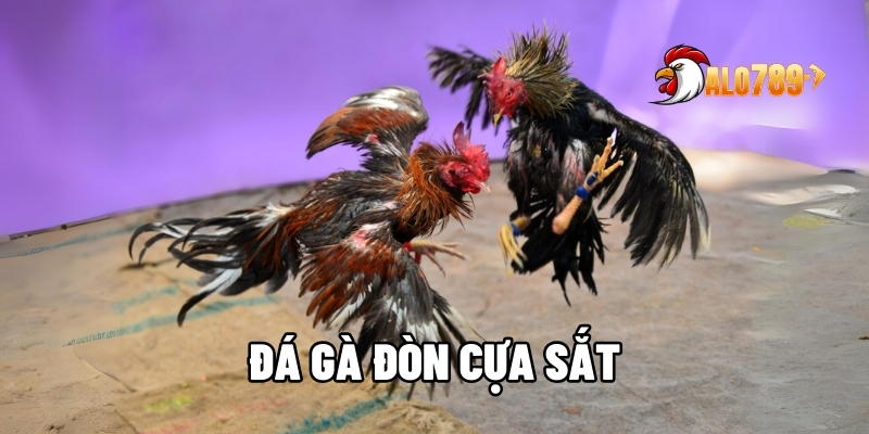 Đá Gà Đòn Cựa Sắt – Nghệ Thuật Tạo Nên Những Trận Kinh Điển Tại ALO789 1 Đá gà đòn cựa sắt