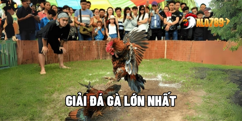 Giải Đá Gà Lớn Nhất – Quy Tụ Anh Hùng, So Tài Nảy Lửa Tại ALO789 1 Giải đá gà lớn nhất