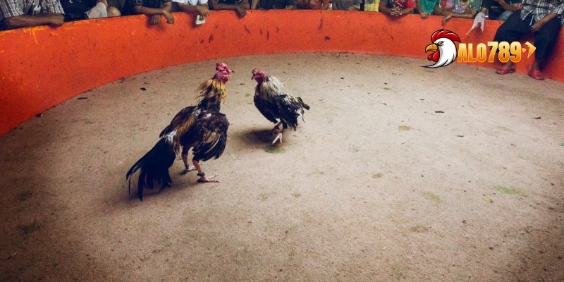 Giải Đá Gà Lớn Nhất – Quy Tụ Anh Hùng, So Tài Nảy Lửa Tại ALO789 2 Những giải đá gà khu vực lớn mang đến những trận đấu gay cấn