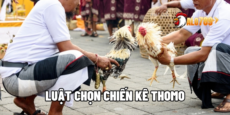 Luật Chọn Chiến Kê Thomo – Bí Quyết Chơi Hay Thắng Lớn Tại ALO789 1 Luật chọn chiến kê Thomo