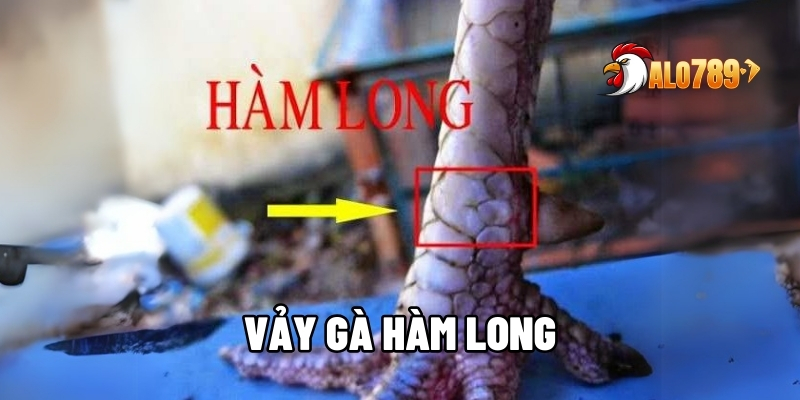 Gà Vảy Hàm Long – Chiến Kê Quý Hiếm Khiến Trường Gà Dậy Sóng Tại ALO789 1 Gà vảy hàm long